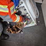 Kleintierrettung